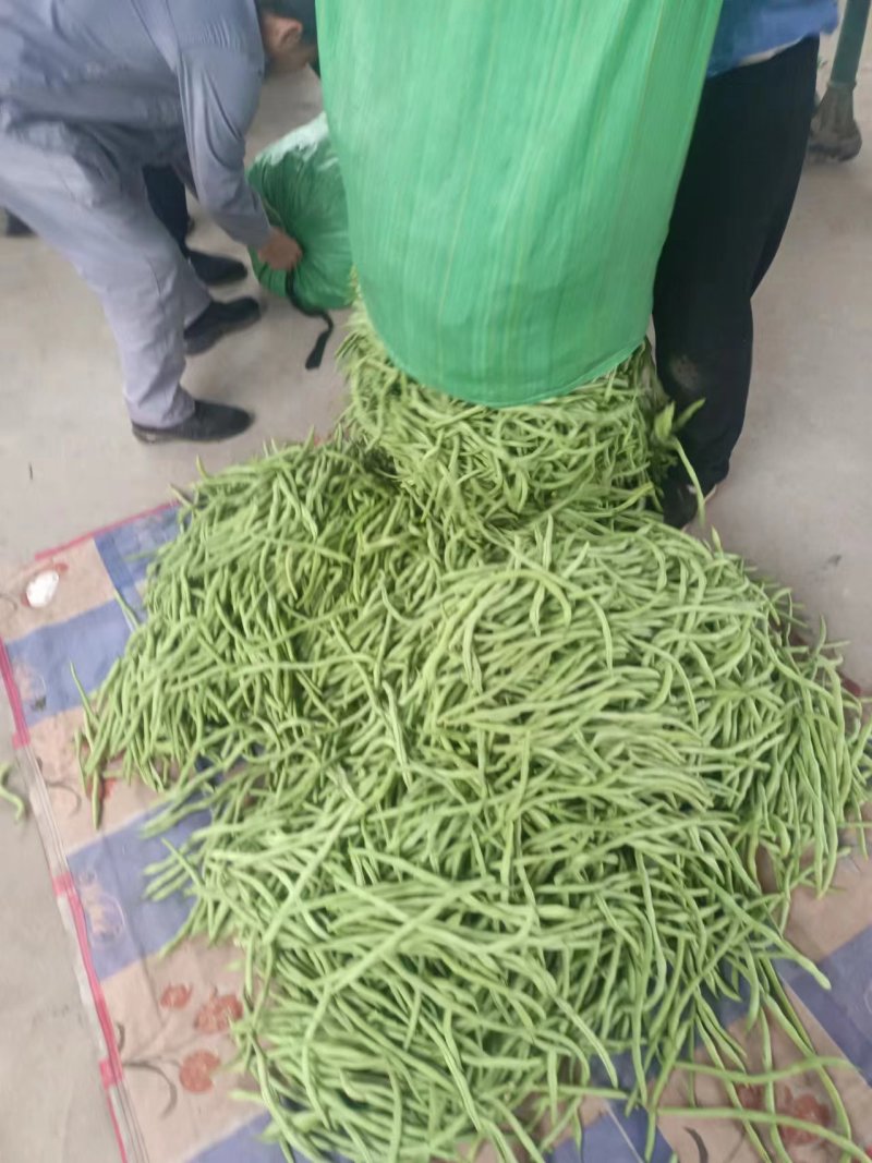 产地直发架豆王豆角，农家自产，甜脆可口，当季特价！