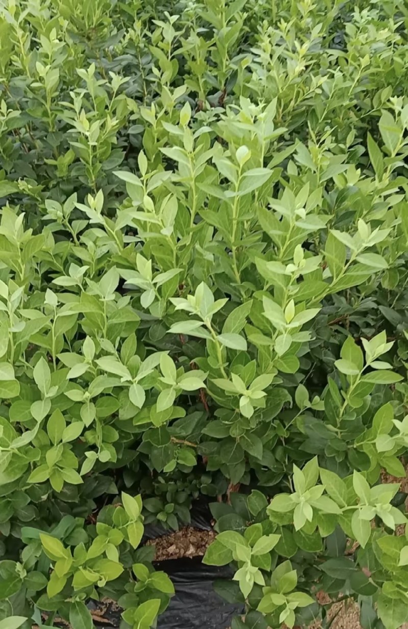 北陆蓝莓苗新品种L25、F6、L11钵苗地栽苗大量有货