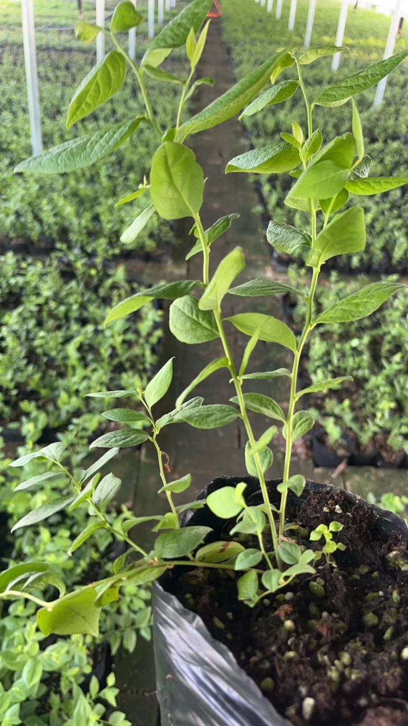 北陆蓝莓苗新品种L25、F6、L11钵苗地栽苗大量有货