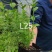 北陆蓝莓苗新品种L25、F6、L11钵苗地栽苗大量有货