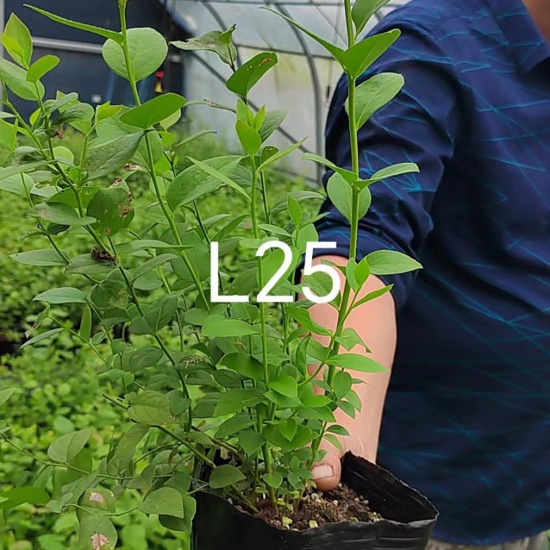 北陆蓝莓苗新品种L25、F6、L11钵苗地栽苗大量有货