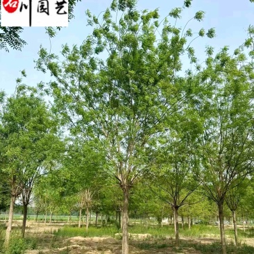 四川成都苗木基地供应20-23公分国槐优质树形优惠价