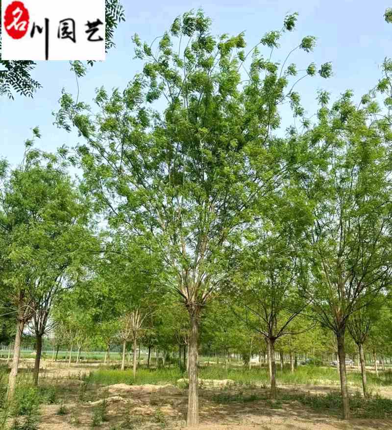 四川成都苗木基地供应20-23公分国槐优质树形优惠价