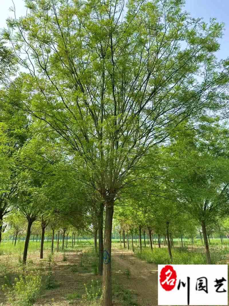 四川成都苗木基地供应20-23公分国槐优质树形优惠价