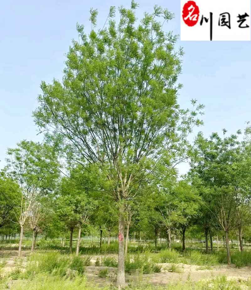 四川成都苗木基地供应20-23公分国槐优质树形优惠价