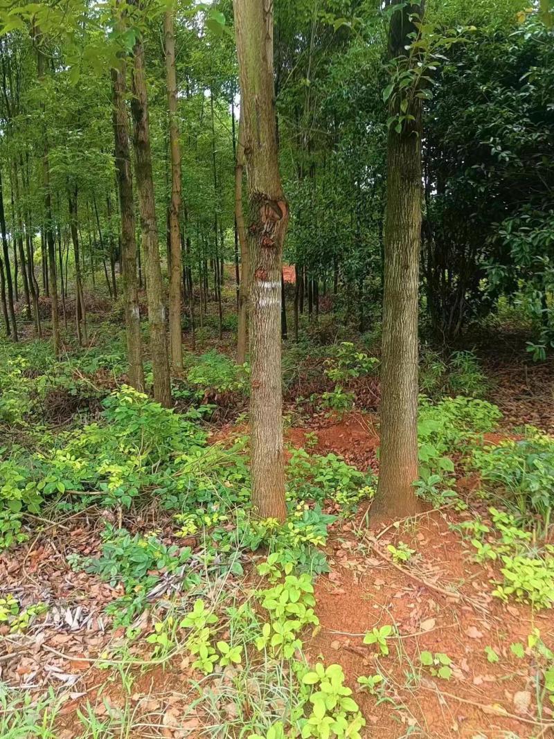 精品香樟树产地直供保险保优量大价美欢迎致电