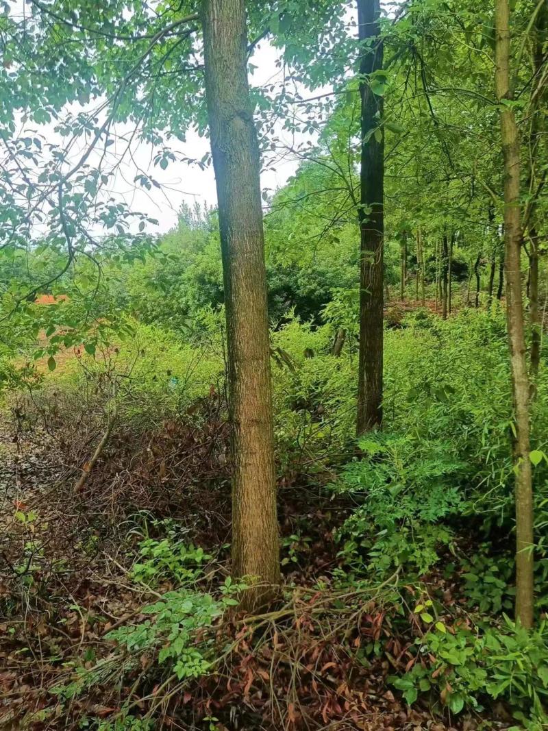 精品香樟树产地直供保险保优量大价美欢迎致电