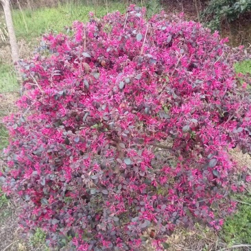 精品红继木求价格优美优质产地保鲜保优欢迎来电