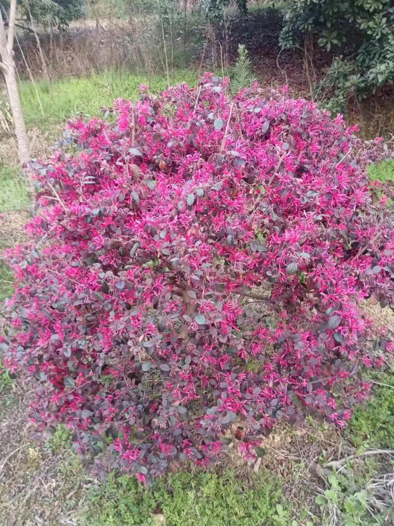 精品红继木求价格优美优质产地保鲜保优欢迎来电