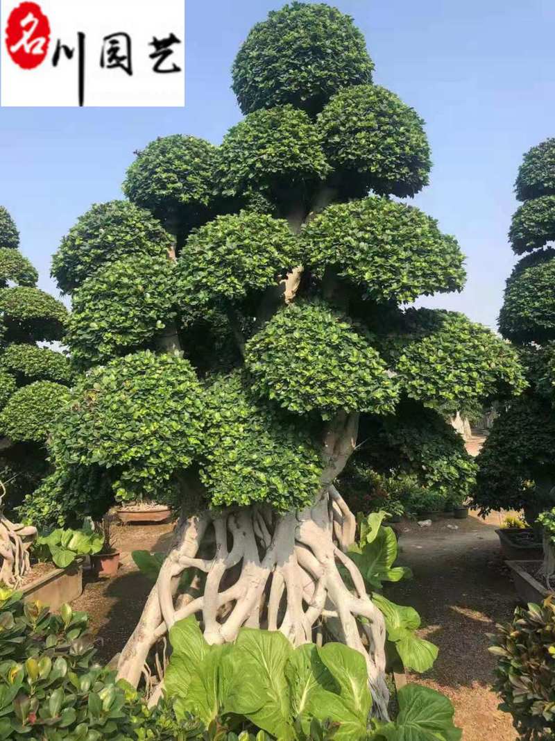 四川成都苗木基地供应造型榕树精品小叶榕造型盆景批发