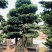 四川成都苗木基地供应造型榕树精品小叶榕造型盆景批发