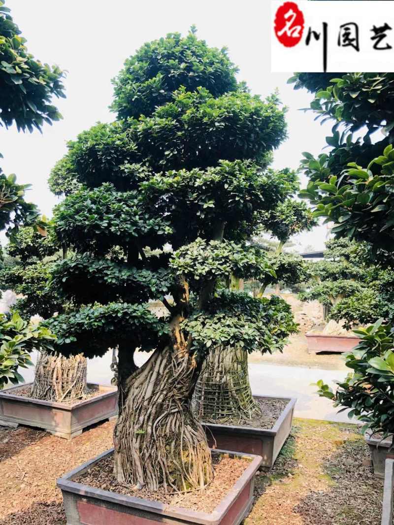 四川成都苗木基地供应造型榕树精品小叶榕造型盆景批发