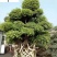 四川成都苗木基地供应造型榕树精品小叶榕造型盆景批发