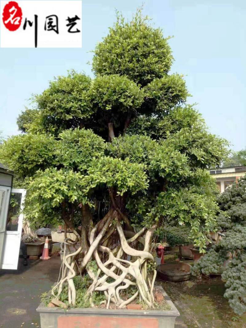 四川成都苗木基地供应造型榕树精品小叶榕造型盆景批发