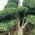 四川成都苗木基地供应造型榕树精品小叶榕造型盆景批发
