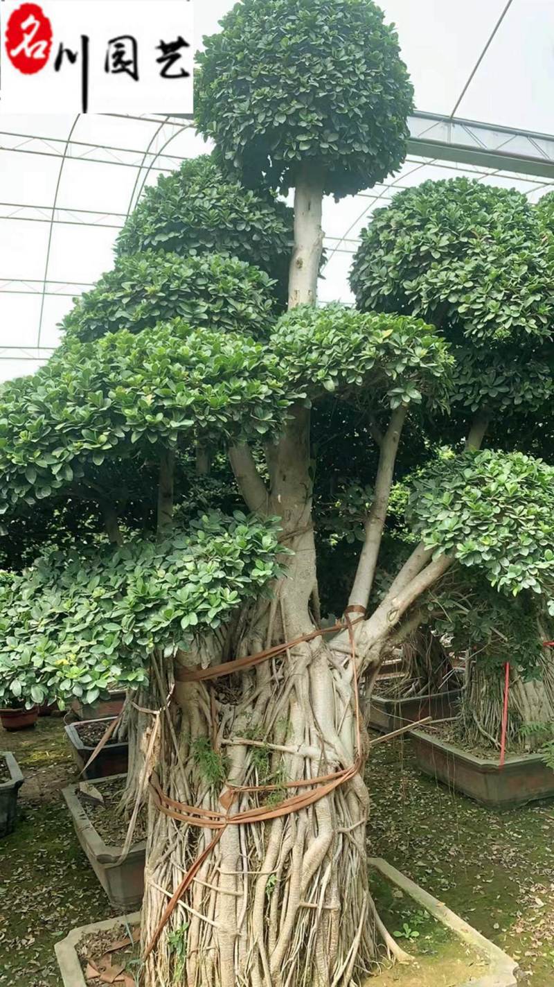 四川成都苗木基地供应造型榕树精品小叶榕造型盆景批发