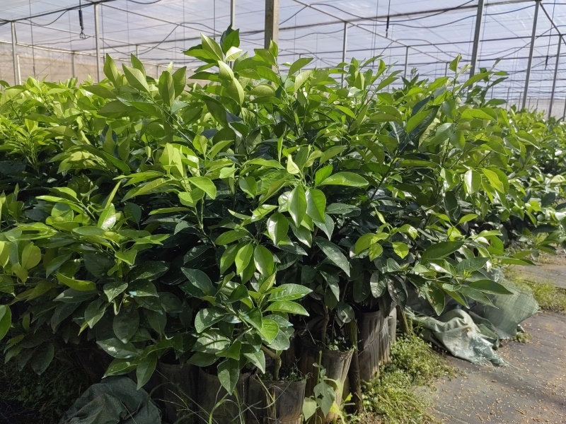 脐橙苗脱毒脐橙杯苗苗场直发提供技术可签订合同