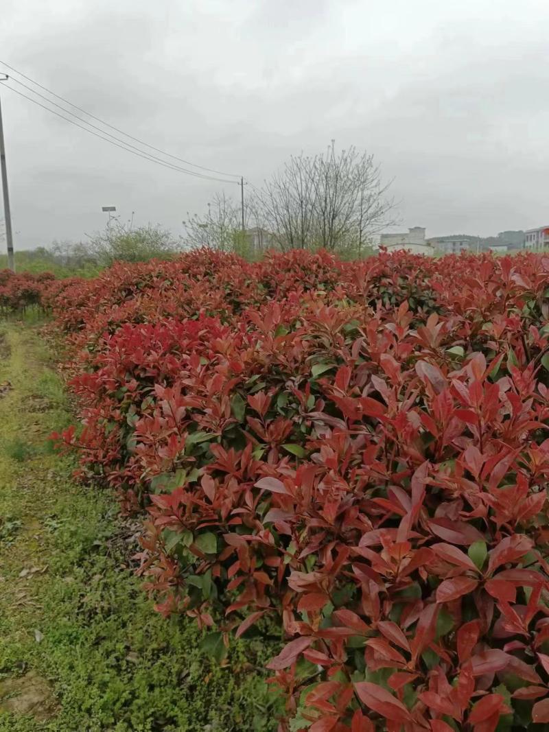 精品红叶石楠优质产地自产自销现挖现发运输无优宜