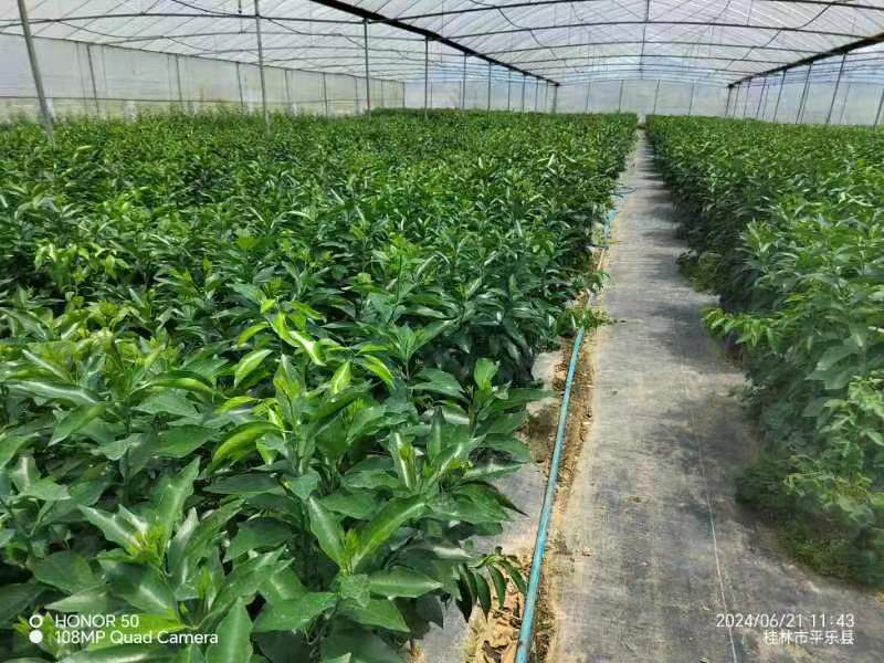 沃柑苗沃柑脱毒杯苗苗圃直发可视频看货欢迎来电