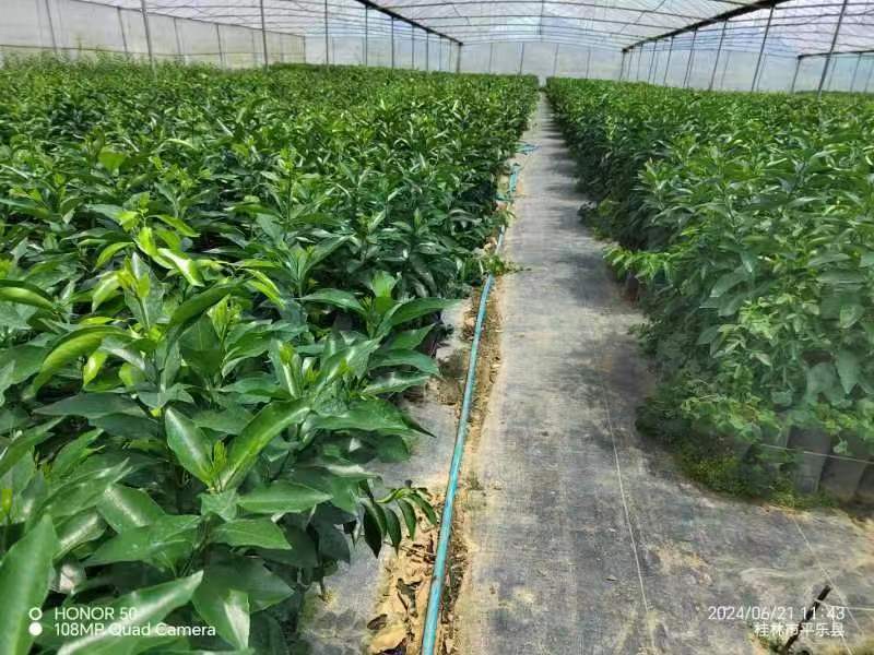 沃柑苗沃柑脱毒杯苗苗圃直发可视频看货欢迎来电
