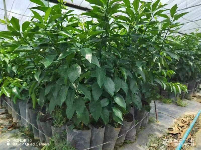 沃柑苗沃柑脱毒杯苗苗圃直发可视频看货欢迎来电