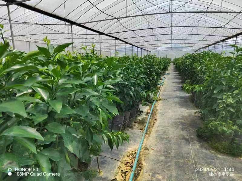 沃柑苗沃柑脱毒杯苗苗圃直发可视频看货欢迎来电