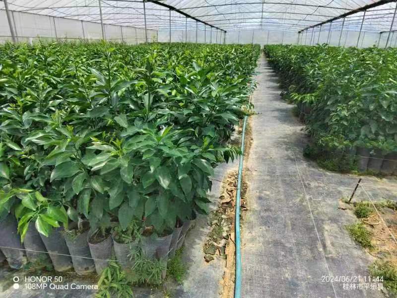 沃柑苗沃柑脱毒杯苗苗圃直发可视频看货欢迎来电