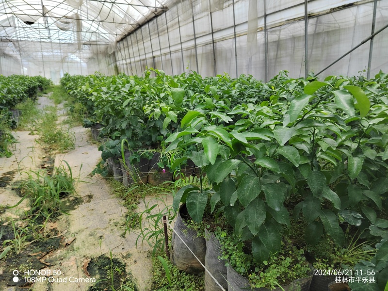 大叶砂糖橘苗大叶沙糖桔脱毒杯苗大量供应提供技术