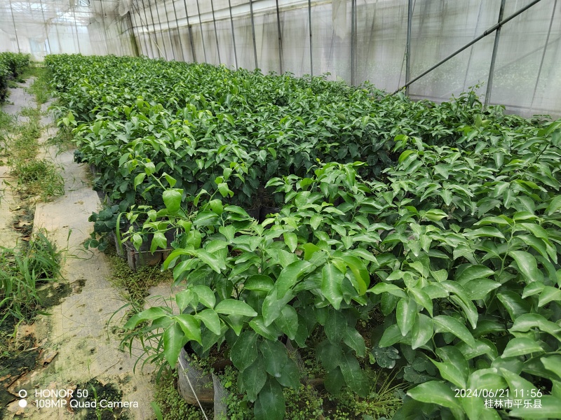 大叶砂糖橘苗大叶沙糖桔脱毒杯苗大量供应提供技术
