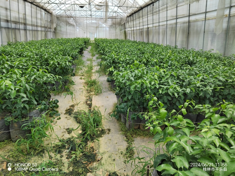 大叶砂糖橘苗大叶沙糖桔脱毒杯苗大量供应提供技术
