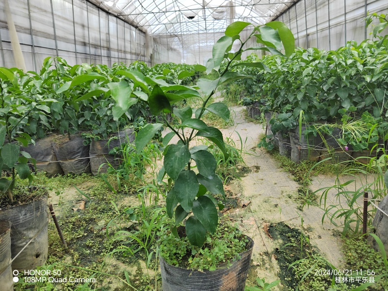 大叶砂糖橘苗大叶沙糖桔脱毒杯苗大量供应提供技术
