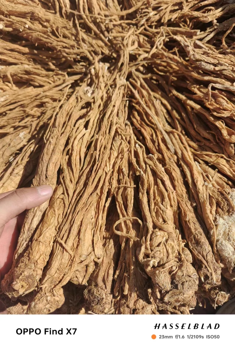 【推荐】甘肃本地独活干货个子农家自产欢迎咨询