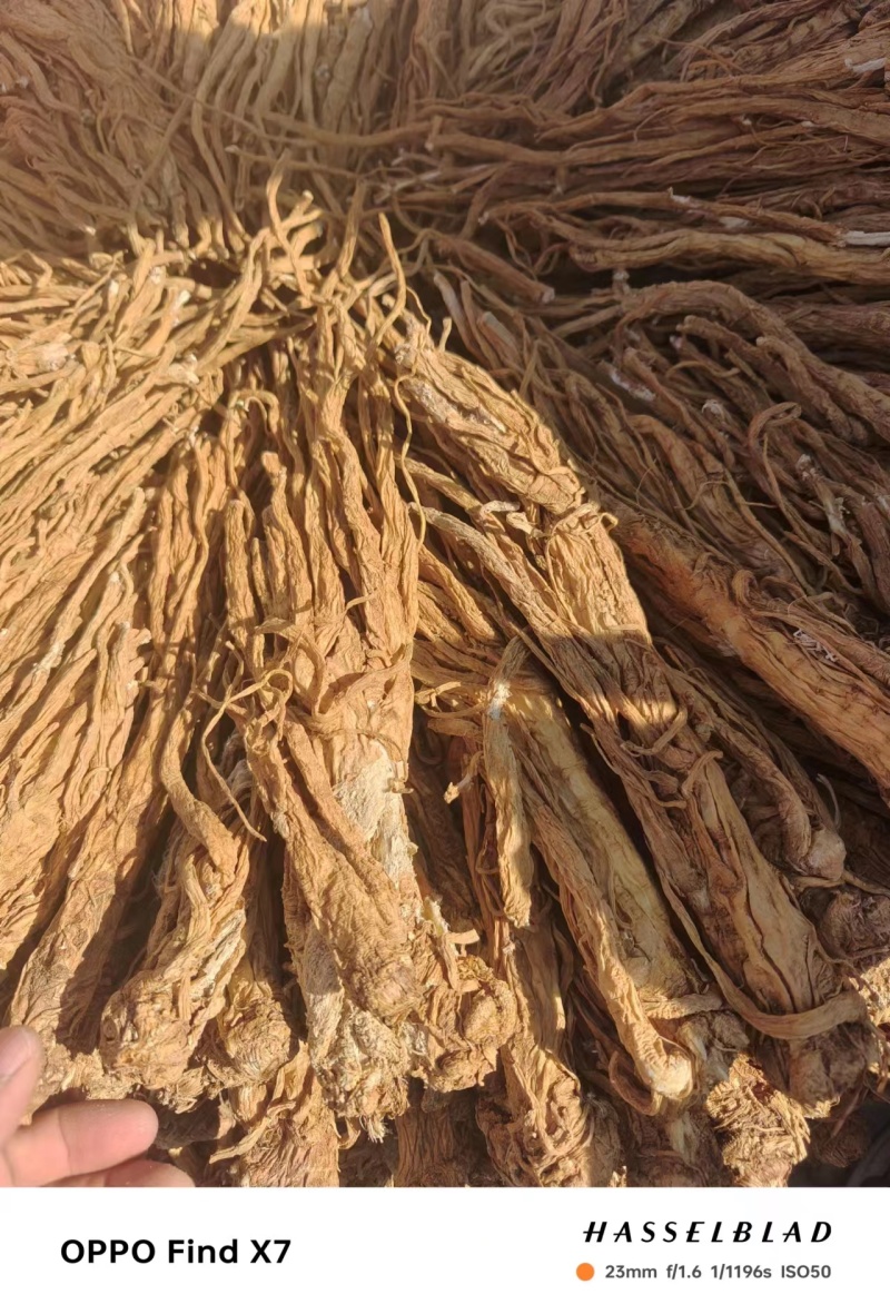 【推荐】甘肃本地独活干货个子农家自产欢迎咨询