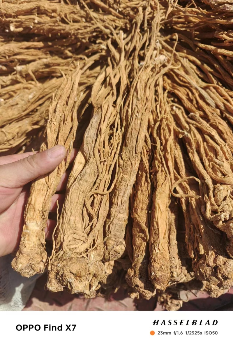 【推荐】甘肃本地独活干货个子农家自产欢迎咨询