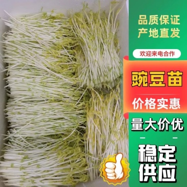 武汉精品豌豆苗，货量足，品质好，可视频看货