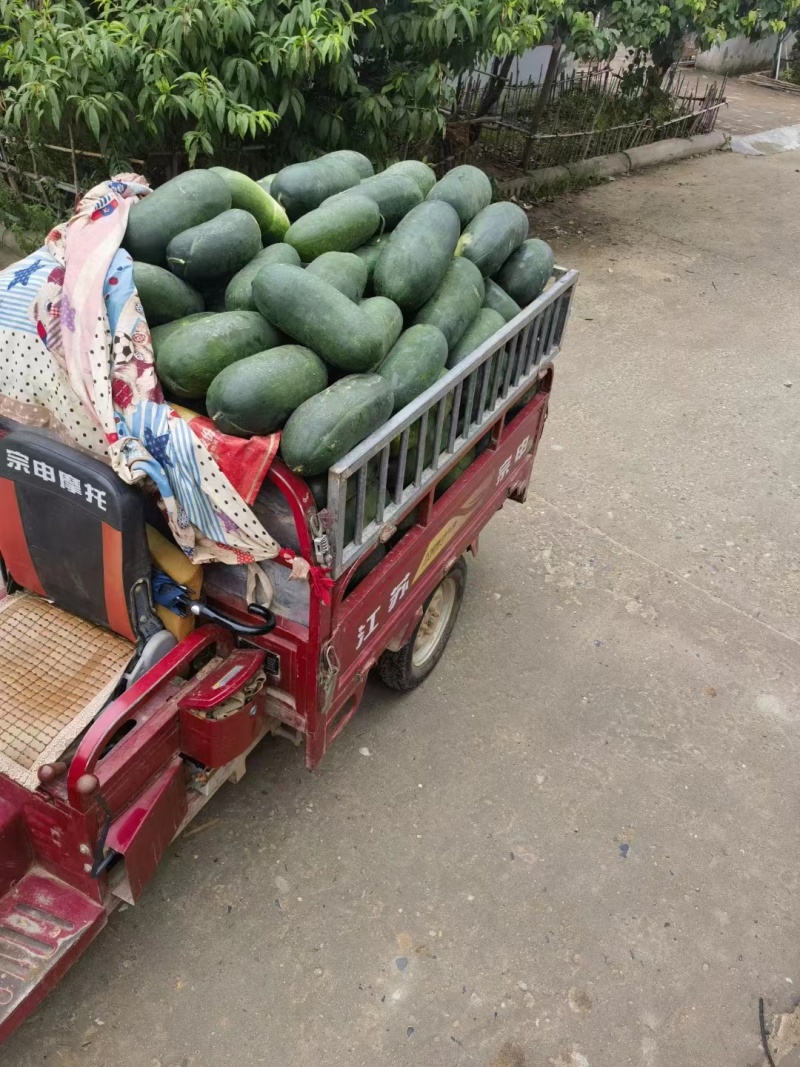 【回头客高】河南精品黑皮冬瓜产地大量供应视频看货