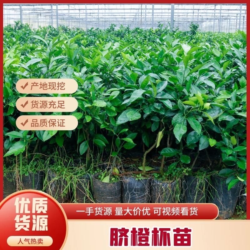 脐橙苗脱毒脐橙杯苗苗场直发提供技术可签订合同