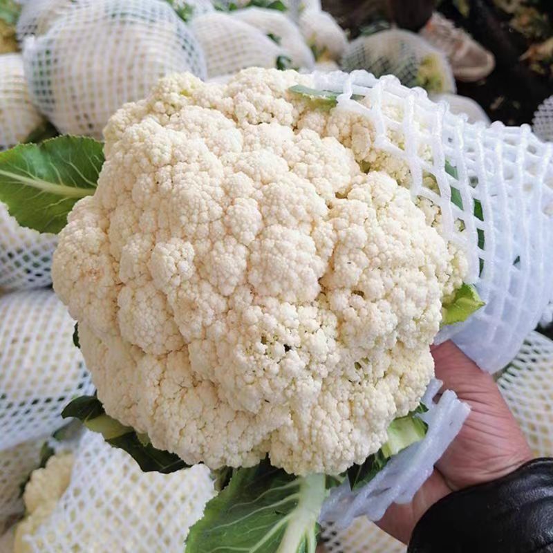 甘肃定西精品松花菜散花品质保障全国发货欢迎咨询