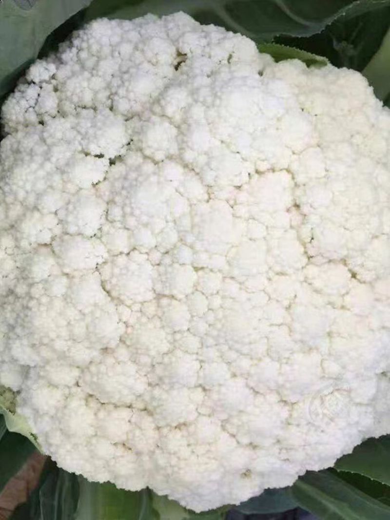 甘肃定西精品松花菜散花品质保障全国发货欢迎咨询