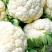 甘肃定西精品松花菜散花品质保障全国发货欢迎咨询