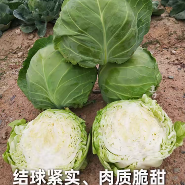 甘肃甘蓝精品中甘甘蓝一手货源品质保障欢迎电联