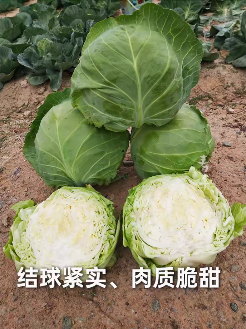 甘肃甘蓝精品中甘甘蓝一手货源品质保障欢迎电联