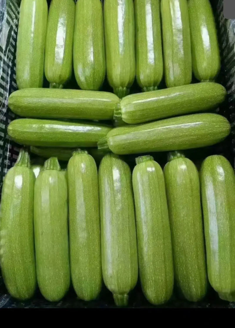 甘肃精品绿皮西葫芦质量保证品种纯正假一赔十欢迎咨询