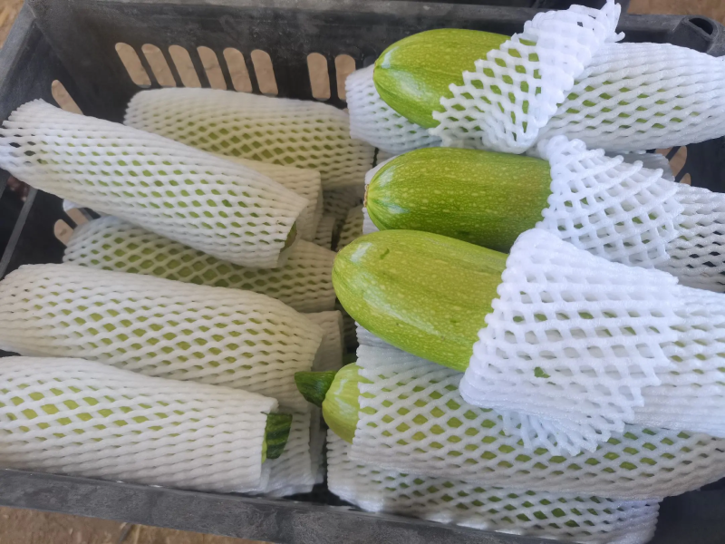 甘肃精品绿皮西葫芦质量保证品种纯正假一赔十欢迎咨询