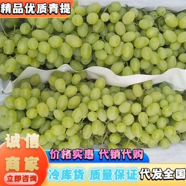 推荐葡萄青提绿皮葡萄维多利亚葡萄代销代购欢联系