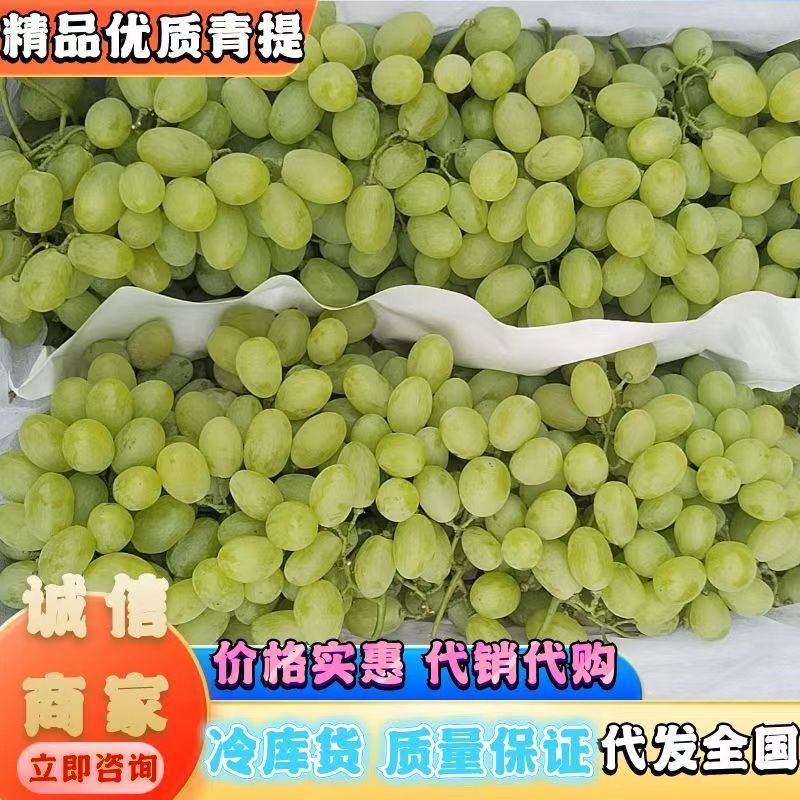 推荐葡萄青提绿皮葡萄维多利亚葡萄代销代购欢联系