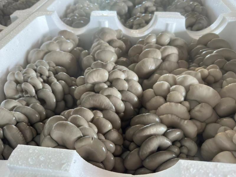 内蒙古精品二茬鲜平菇品质保证诚信合作欢迎实地考察合作