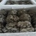 内蒙古精品二茬鲜平菇品质保证诚信合作欢迎实地考察合作