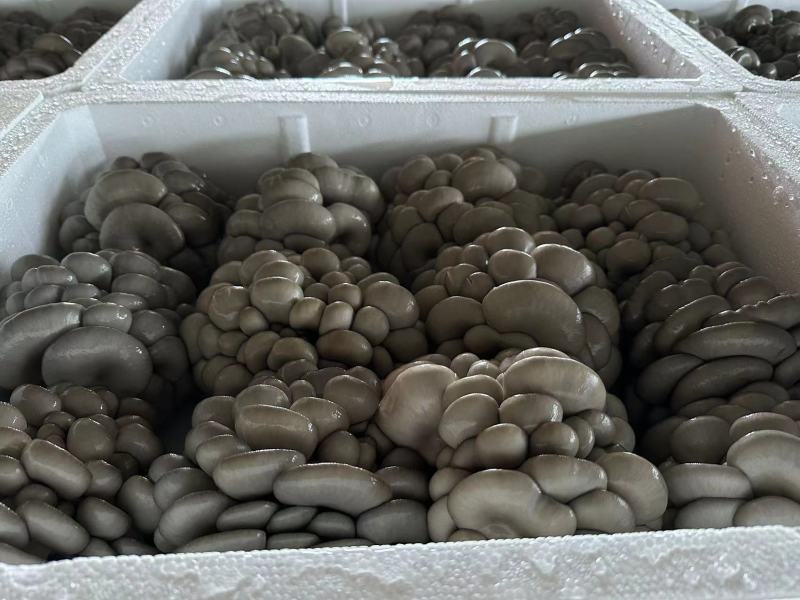 内蒙古精品二茬鲜平菇品质保证诚信合作欢迎实地考察合作