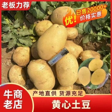 土豆。辽宁绥中精品沃土，刘平一号，黄皮黄心土豆大量上市了